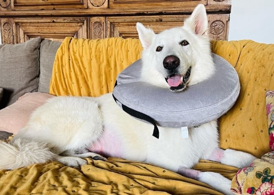 Jean-Marc en convalescence (le chien de Julien Doré) allongé sur le canapé avec une collerette