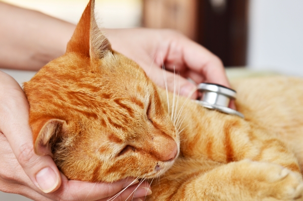 Vétérinaire qui examine un félin : causes, symptômes et traitement de l'empoisonnement du chat