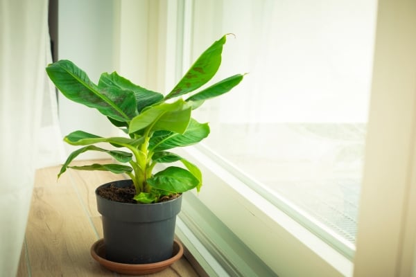 Bananier en pot sur le rebord d'une fenêtre : plantes non toxiques pour les chats