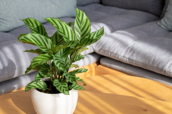 Calathea en pot dans un salon : plantes non toxiques pour les chats