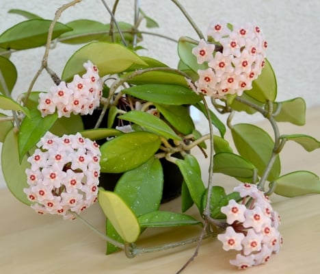 Hoya Cireux ou fleurs de porcelaine : plantes non toxiques pour les chats
