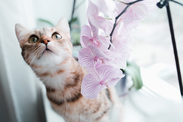 Chat à côté d'un Orchidée Papillon au bord d'une fenêtre