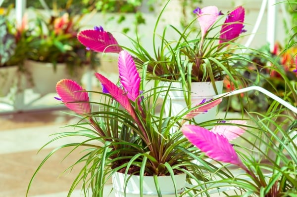 Tillandsia fushia en pot : plantes non toxiques pour les chats