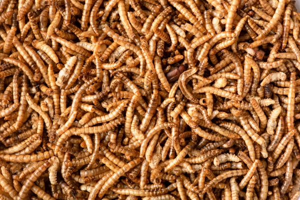Entomophagie : vers de farine dans les croquettes aux insectes pour chien