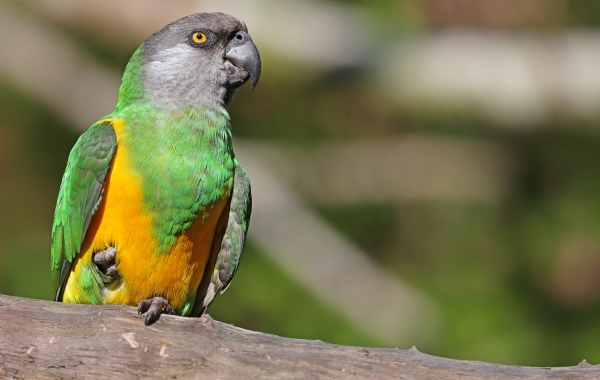 YouYou du Sénégal, perroquet jaune et vert perché sur une branche