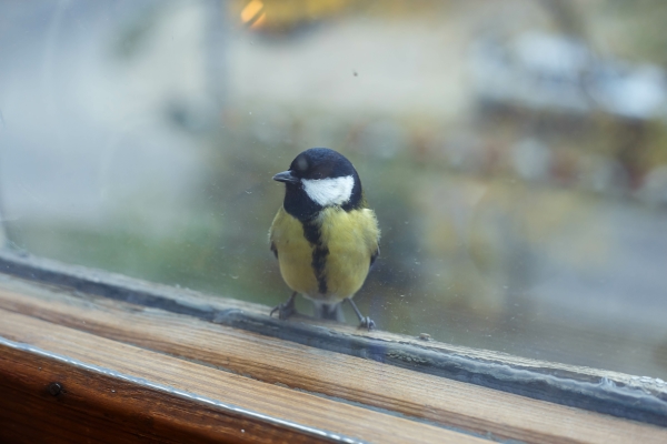 Petite mésange bleue : protéger un oiseau qui se prend une vitre