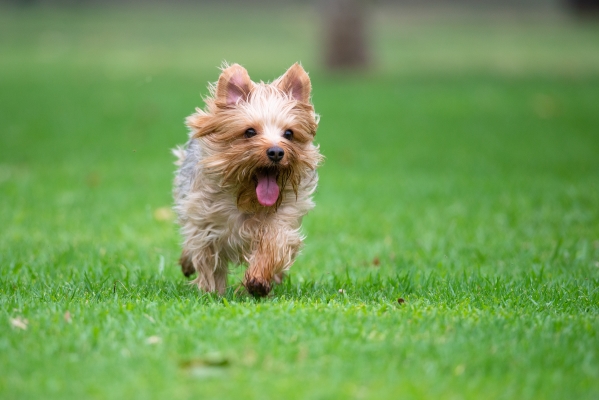 Yorkshire Terrier qui court comme un petit fou : Comportement du Chien ou les Zoomies