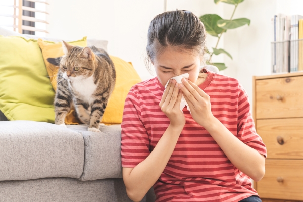 Allergie aux Chats : Petite fille qui se mouche à cause de son félin