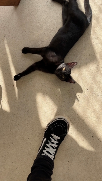 chat noir allongé au soleil au pied de Mathilde