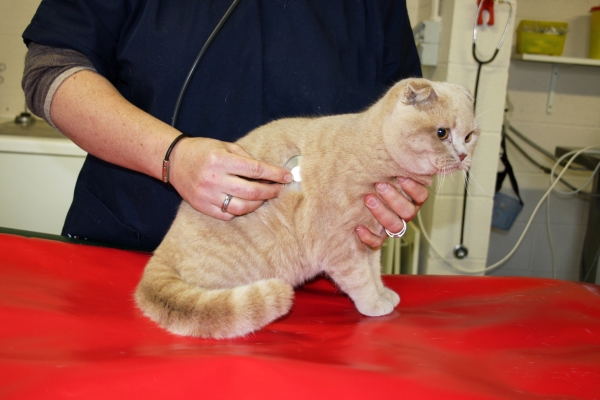 Toux du Chat : auscultation d'un chat par le vétérinaire
