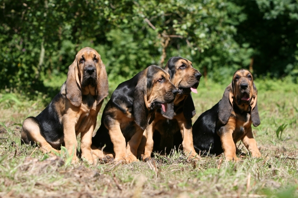 Élevage de chiens de Saint Hubert en France