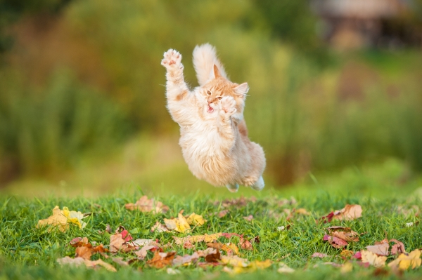 Comportement des Chats : Les Zoomies d'un chat qui saute sur une feuille