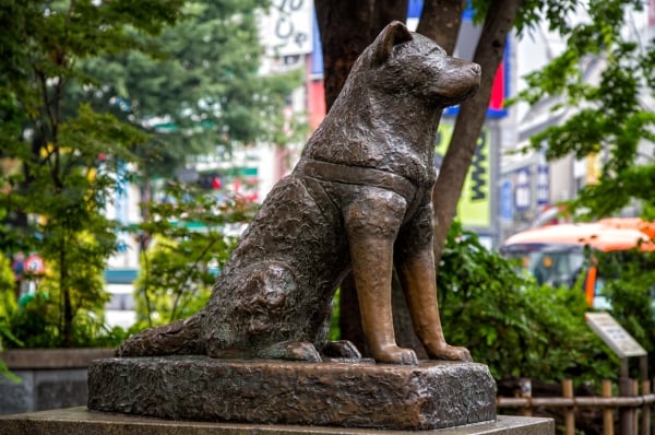 La statue du chien japonais Hatchikô