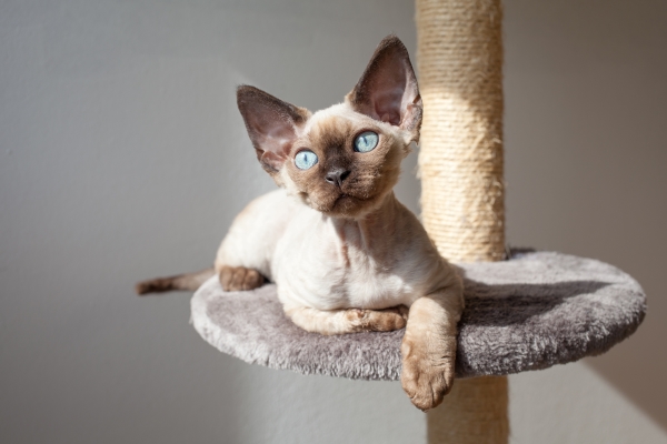 Chat pour allergiques : un Devon Rex sur un arbre à chat