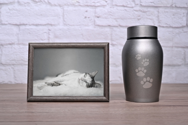 Hommage à un chat : portrait et urne funéraire