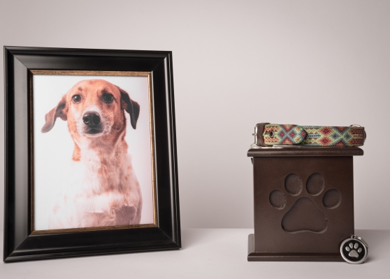 Hommage à un chien : portrait et urne funéraire