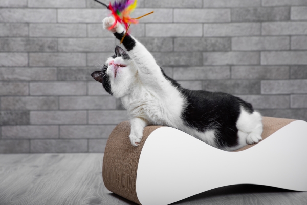 DIY Jeux pour Chat maison : chat sur un griffoir qui joue à sa canne à pêche