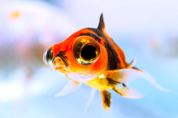 petit poisson telescope rouge avec des yeux globuleux