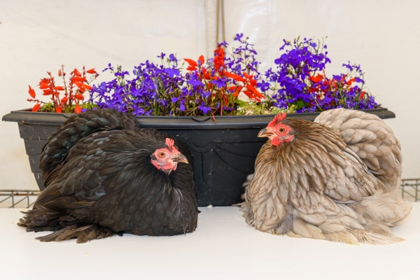 deux poules Pékin noire et fauve près d'une jardinière de fleurs