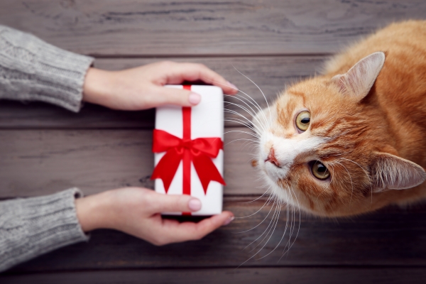 Top 10 cadeaux pour fans de chats