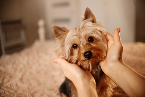 Yorkshire terrier sur le lit et tête entre les mains : chien hypoallergénique