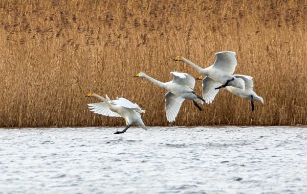 4 Cygnes chanteurs blancs qui atterrissent sur un lac
