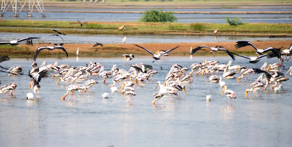 Pélicans, des oiseaux migrateurs qui se rassemblent dans les marais