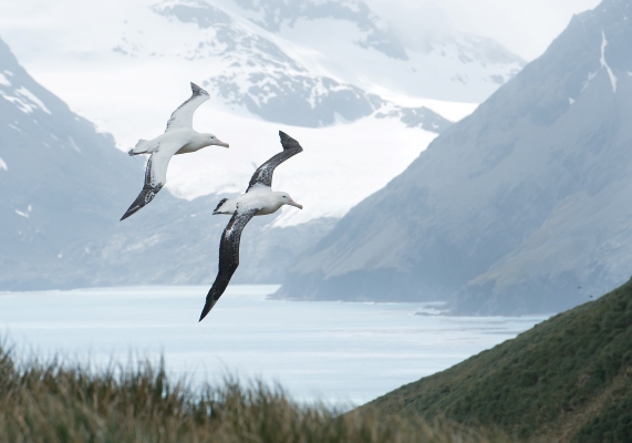 2 grands albatros hurleurs volant au-dessus des montagnes