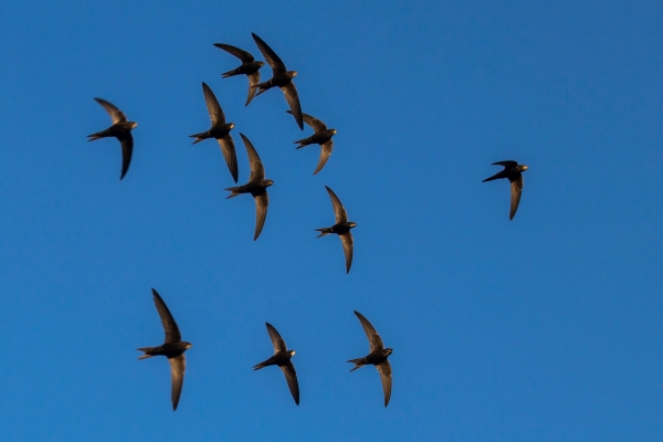 Vol de martinets noirs dans le ciel bleu