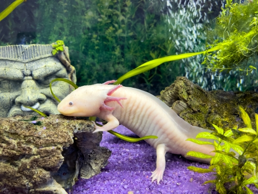 Axolotl adulte dans son aquarium