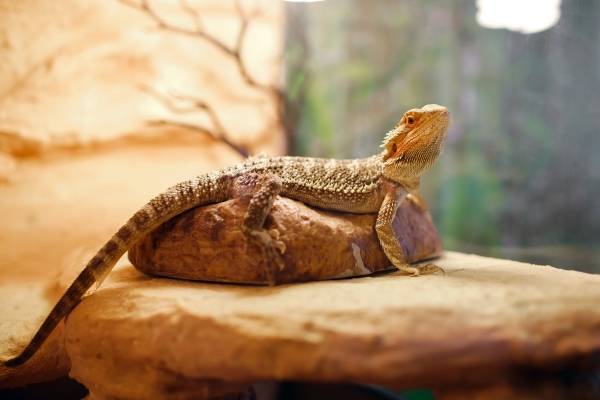 Dragon barbu reptile domestique sur une roche
