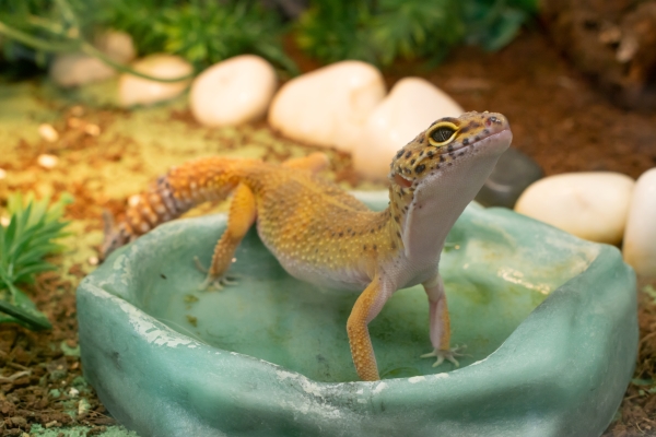 Gecko léopard dans une petite baignoire