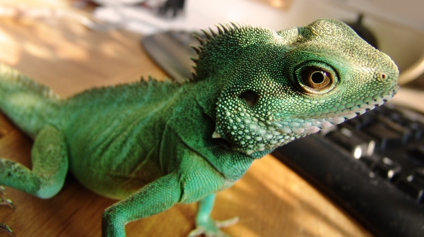 Iguane vert reptile domestique débutant