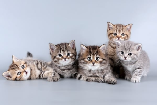 5 chatons mignons : Prénom de chat en V