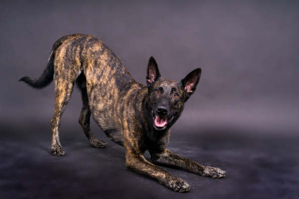 Malinois : chien policier Belge  Tempérament, soins, longévité
