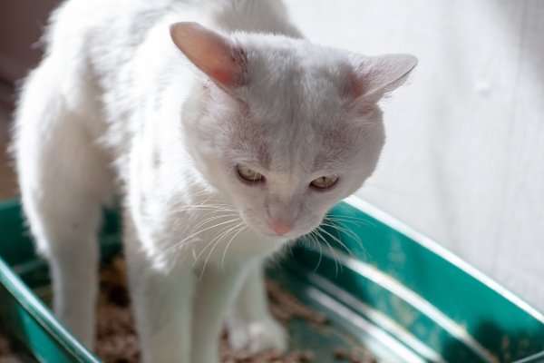 Chat blanc constipé dans son bac à litière