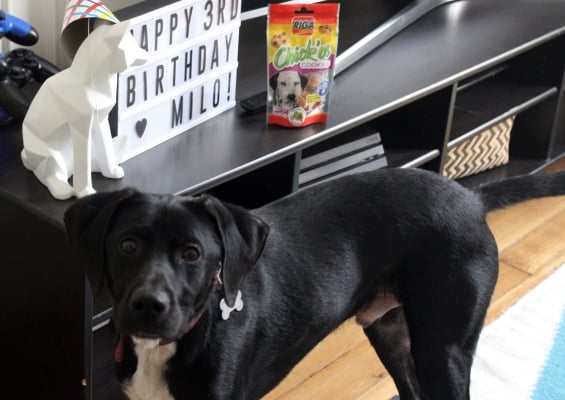 Anniversaire chien : Happy Birthday Milo !
