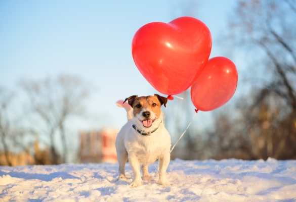 Petit chien Jack russel avec 2 ballons rouges en forme de cœur