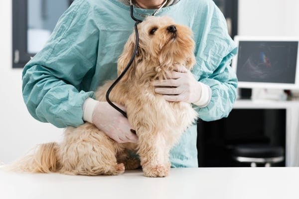 Auscultation d'un chien chez le vétérinaire