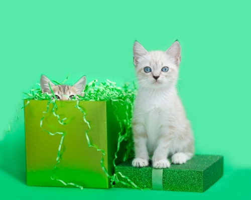 Deux chatons et leur coffret cadeau anniversaire vert