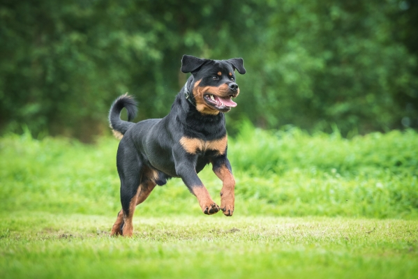 Rottweiler heureux qui court dans un jardin