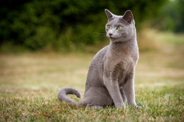 Chat bleu russe aux yeux verts assis dans l'herbe