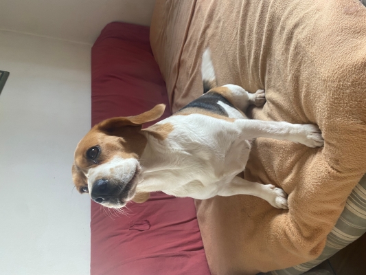 Beagle à adopter sur un canapé chez I Love My Dog