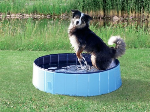 piscine-rafraichissante-chien