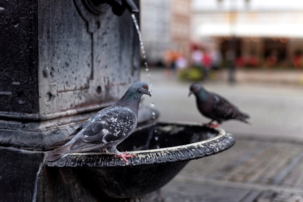 2 pigeons perchés au bord d'une fontaine en ville