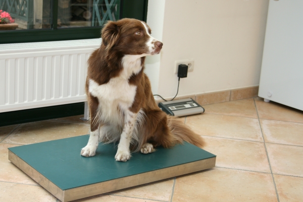 BCS du chien : pesée d'un Berger australien sur une balance