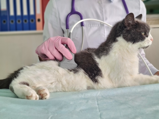 Examen vétérinaire d'un chat échographie rein