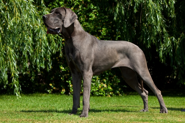 Dogue Allemand noir dit grand chien Apollon