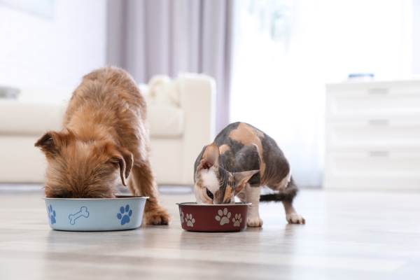 Un chien et un chat qui mange dans leur gamelle respective
