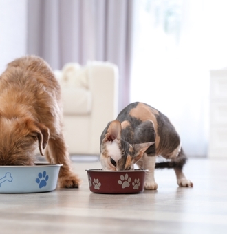 Mon Chat mange les croquettes du chien : Que faire ? 8 Conseils